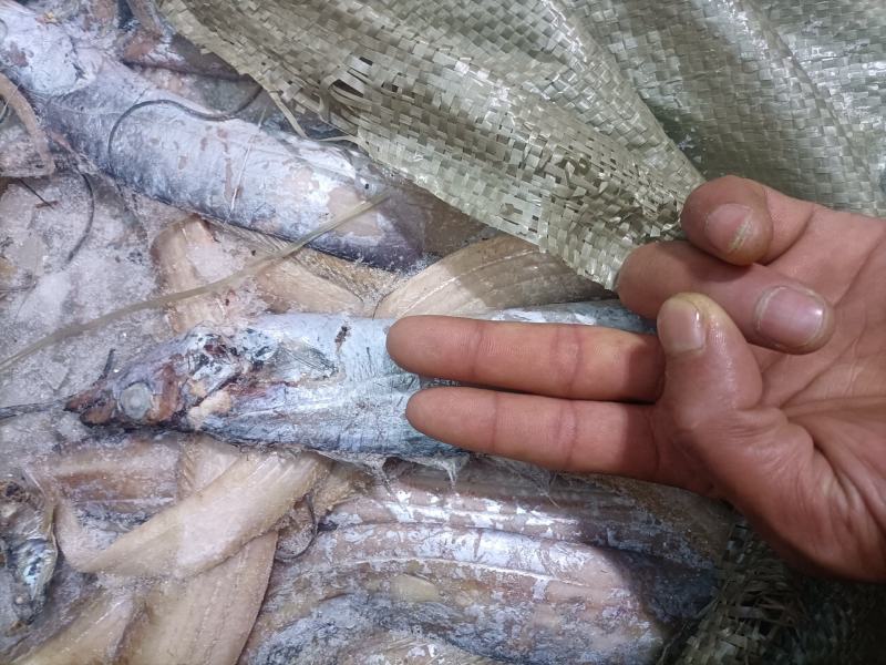 鲐鲅鱼，鲅鱼，刀鱼，黄花鱼，鱿鱼
