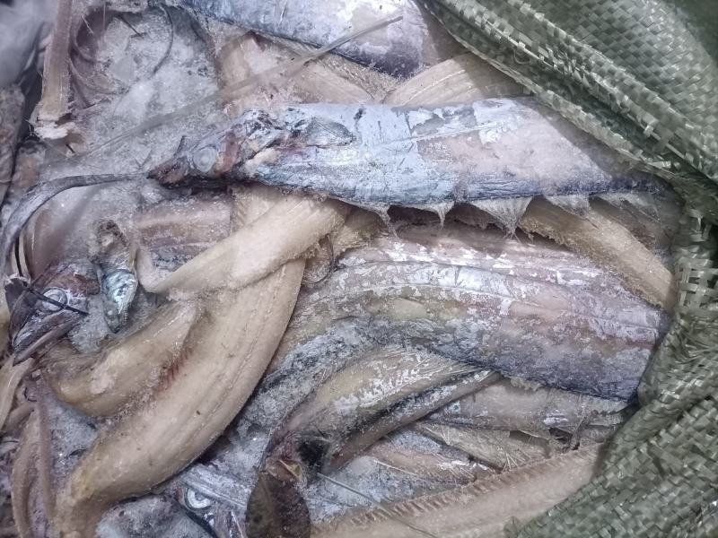 鲐鲅鱼，鲅鱼，刀鱼，黄花鱼，鱿鱼