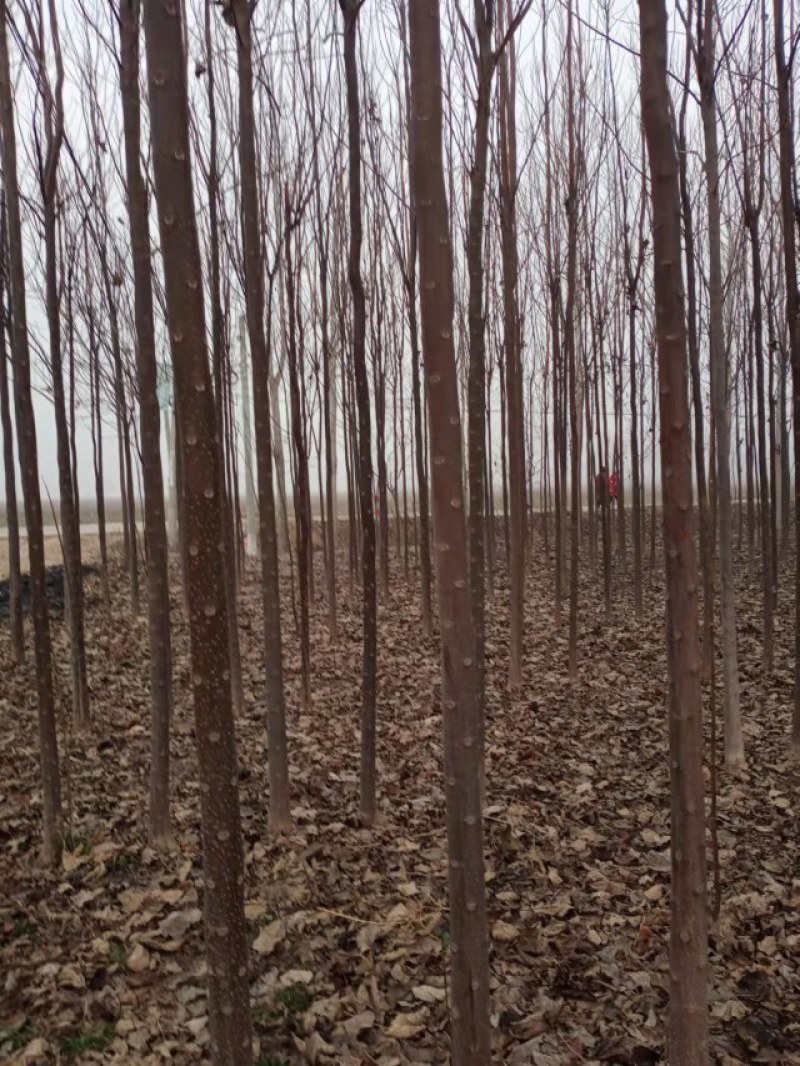 楸树