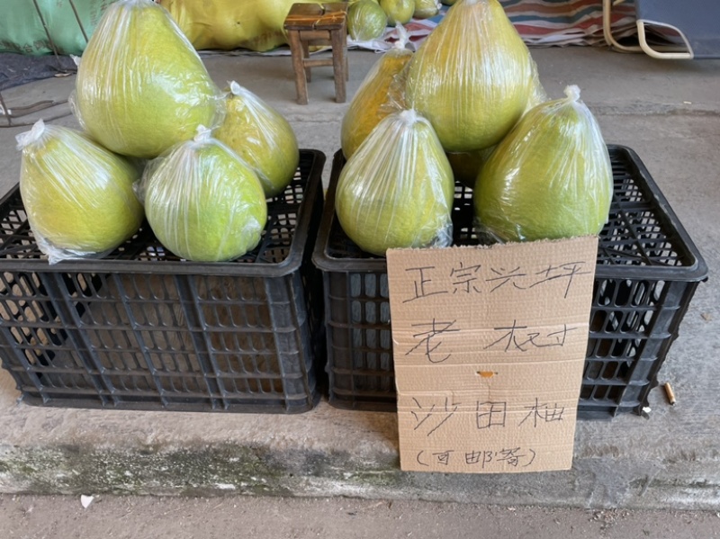 正宗阳朔兴坪30年老树沙田柚口感脆甜水分足，寻求电商合作