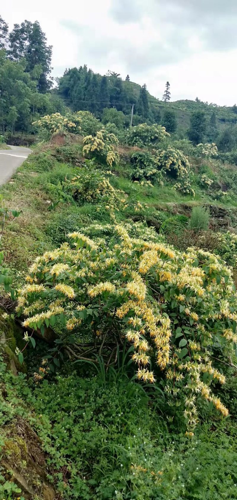 湖南金银花青茶五彩花现货供应库存充足大货批发