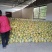 正宗阳朔兴坪老树沙田柚口感脆甜水分足寻求合作，可批发零售
