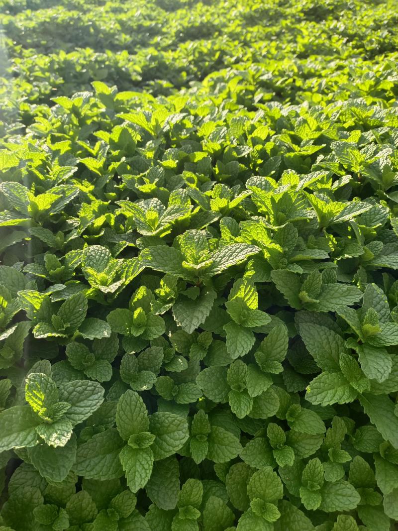 薄荷叶新鲜食用薄荷薄荷根批发薄荷根大量批发