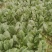 精品小菠菜，无黄叶，红根小菠菜
