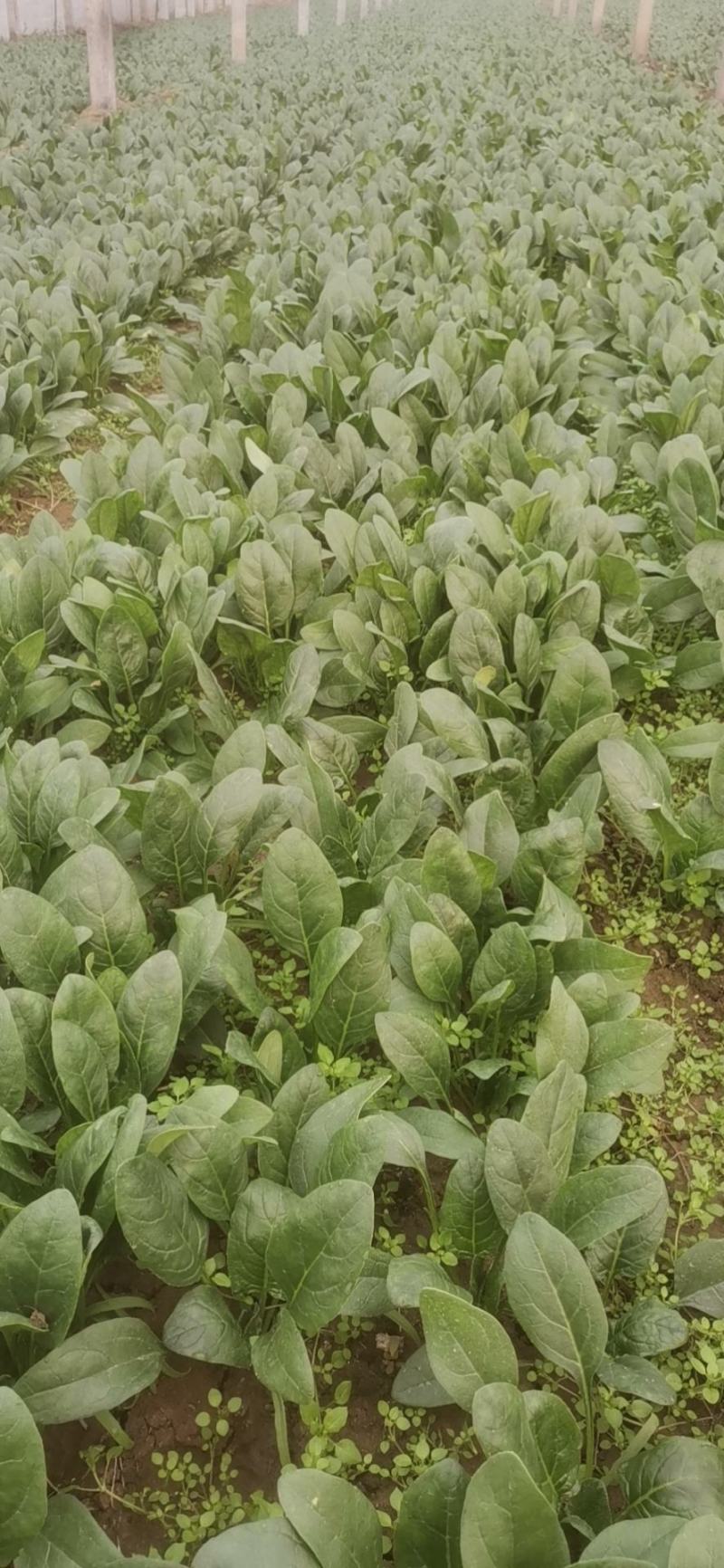 精品小菠菜，无黄叶，红根小菠菜
