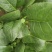 精品小菠菜，无黄叶，红根小菠菜