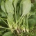 精品小菠菜，无黄叶，红根小菠菜