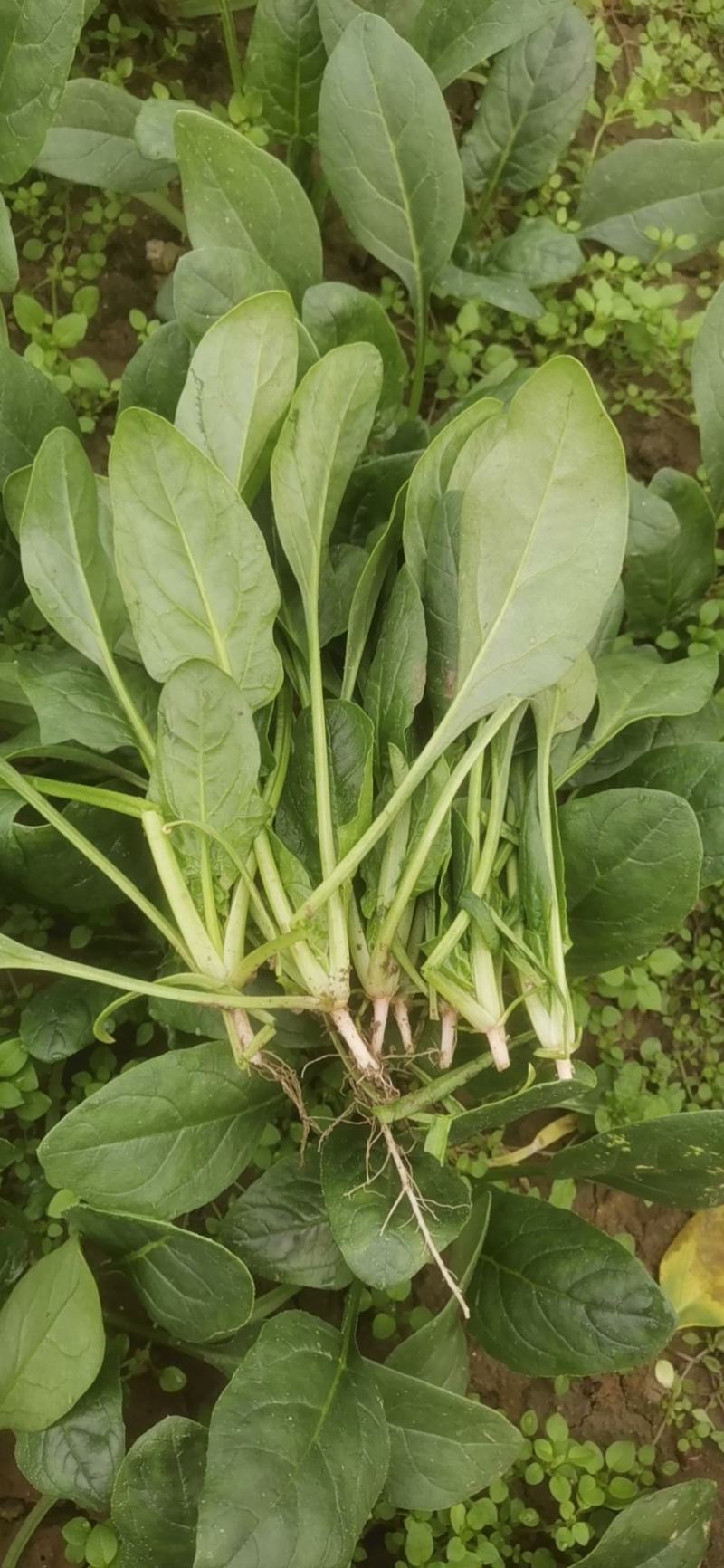 精品小菠菜，无黄叶，红根小菠菜