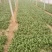 精品小菠菜，无黄叶，红根小菠菜