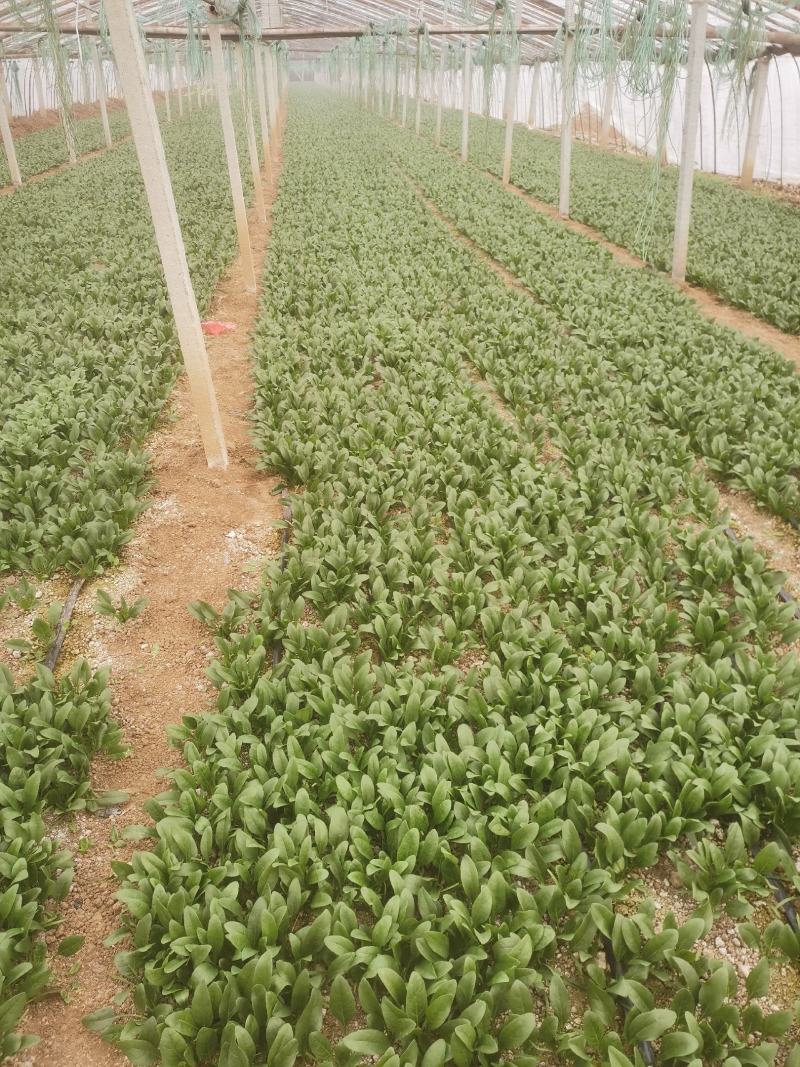 精品小菠菜，无黄叶，红根小菠菜