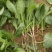 精品小菠菜，无黄叶，红根小菠菜