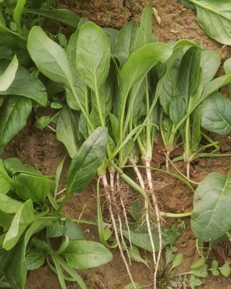 精品小菠菜，无黄叶，红根小菠菜