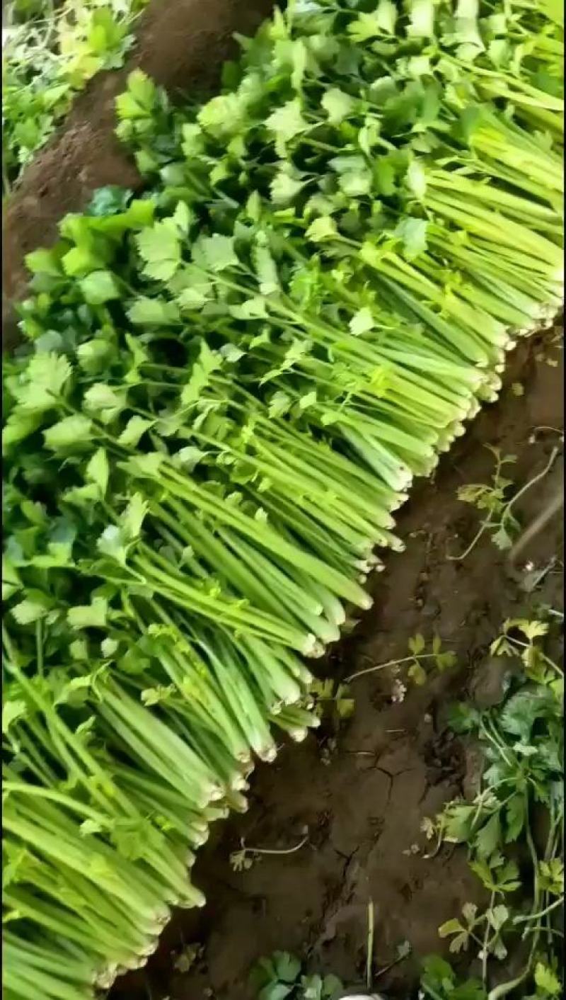 玻璃翠山芹小西芹山东芹菜产地直销一手货源价优