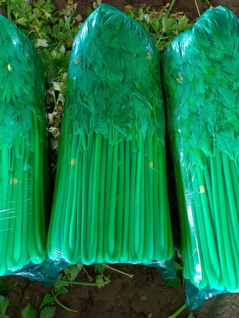 玻璃翠山芹小西芹山东芹菜产地直销一手货源价优