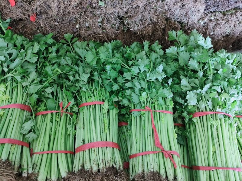 玻璃翠山芹小西芹山东芹菜产地直销一手货源价优