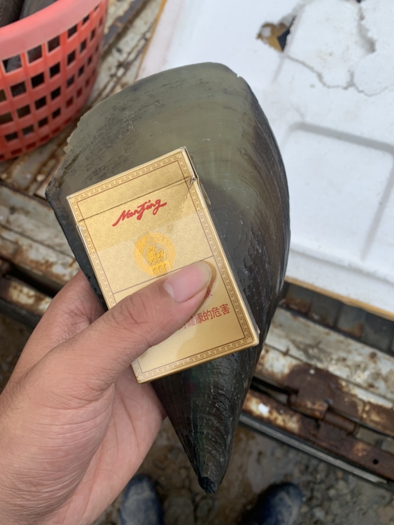 精品鲜贝二级带子，一级带子绿皮肥货，全国供应，烧烤精品