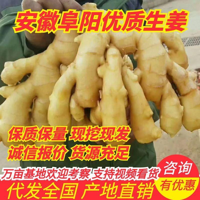 【推荐】安徽阜阳小黄黄姜一手货源，质量保证可先看货，