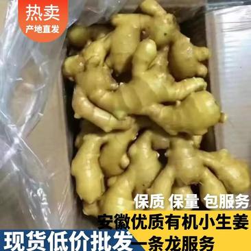 【直营】安徽阜阳优质小黄姜大量货源一手货源没有中间商