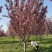 《苗圃直销》3/18公分精品樱花，量大从优