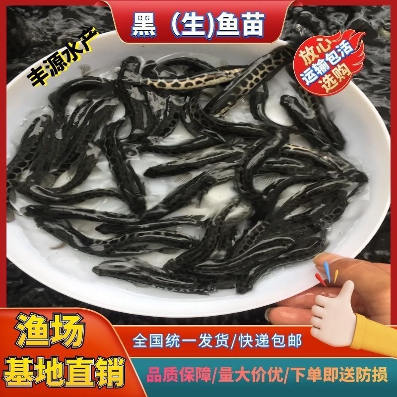 黑鱼品质保证支持全国发货产地直销包教技术