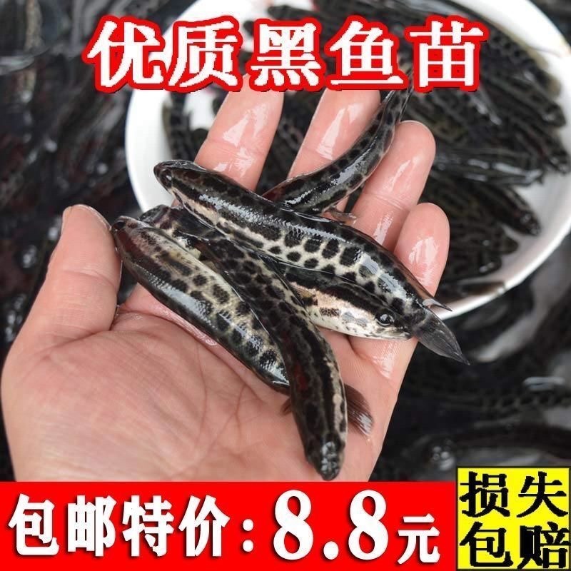 黑鱼品质保证支持全国发货产地直销包教技术