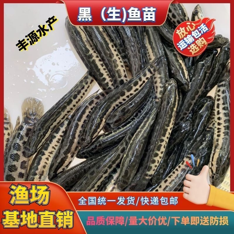 黑鱼品质保证支持全国发货产地直销包教技术