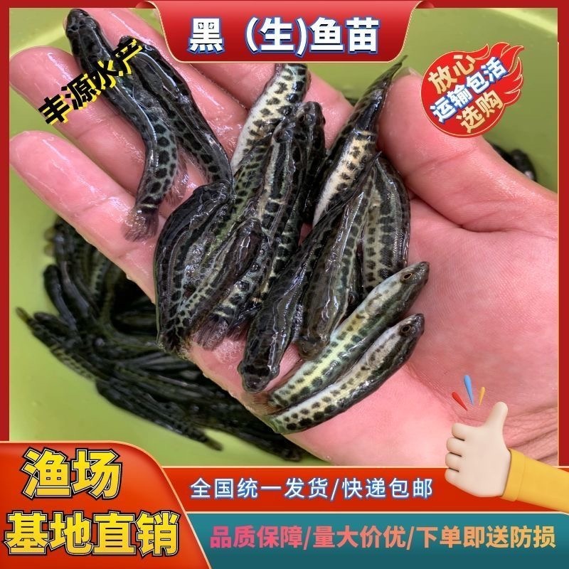 黑鱼品质保证支持全国发货产地直销包教技术