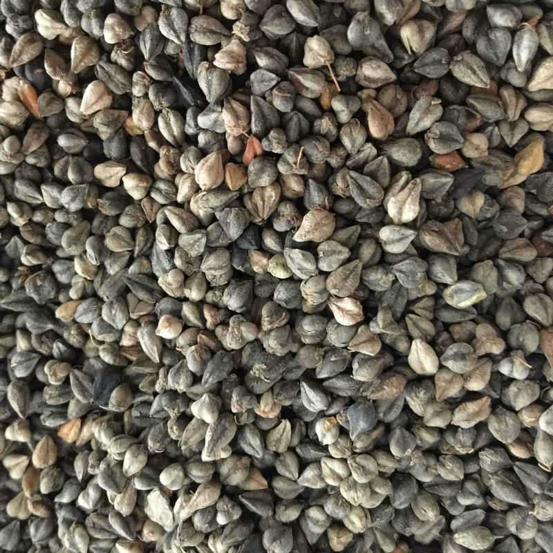 苦荞，量大从优，高寒产区，品质好，供货量充足