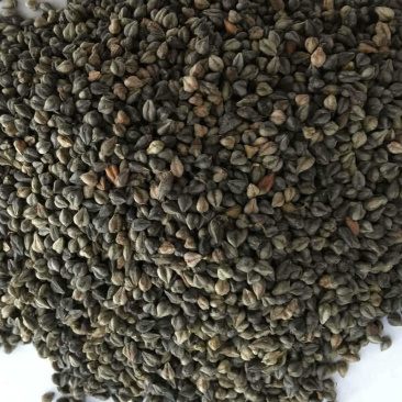 苦荞，量大从优，高寒产区，品质好，供货量充足