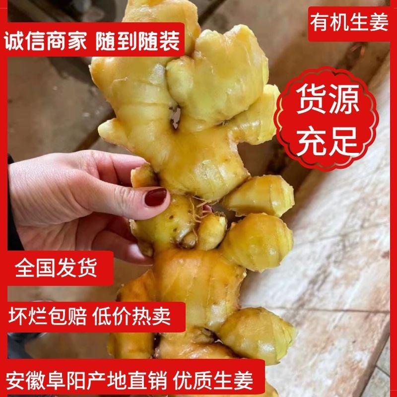 安徽阜阳小黄姜，大黄姜，一手货源质量保证，