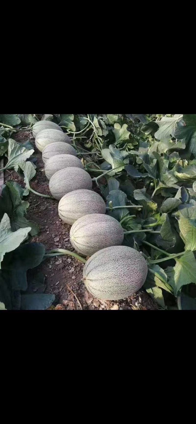 哈密瓜西州蜜瓜产地直发实力代办社区团购一件代发