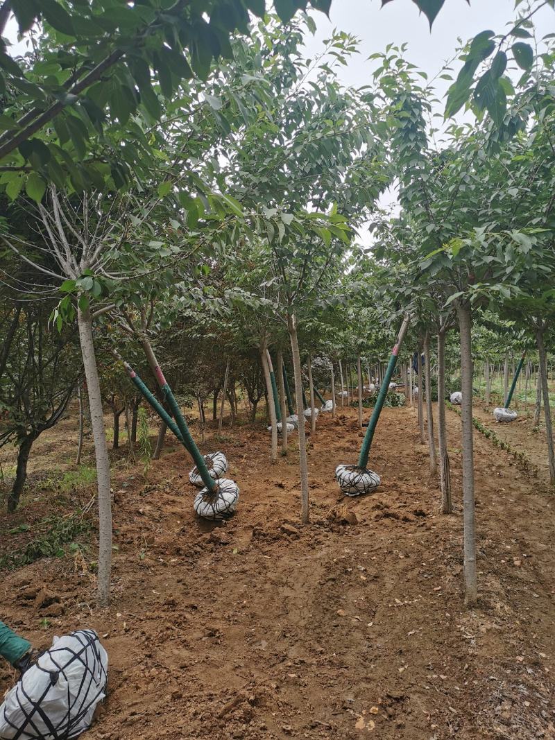 基地直发，染井吉野樱花，品质保证，成活率高，提供技术支持