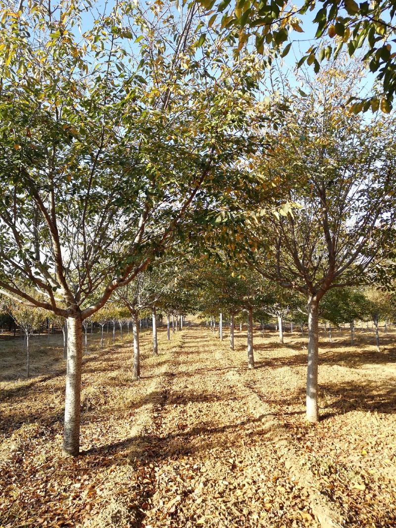 基地直发，染井吉野樱花，品质保证，成活率高，提供技术支持