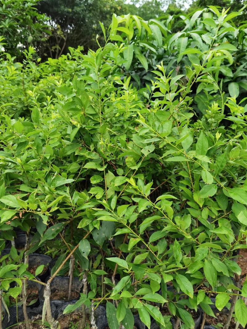 李子树苗50~100cm，早李，双华李，脆李等
