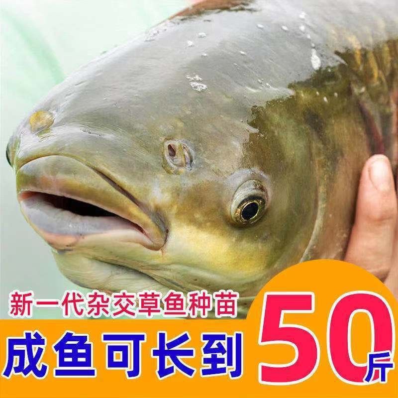 草鱼大小规格都有，提供养殖技术指导优质品质产地直销