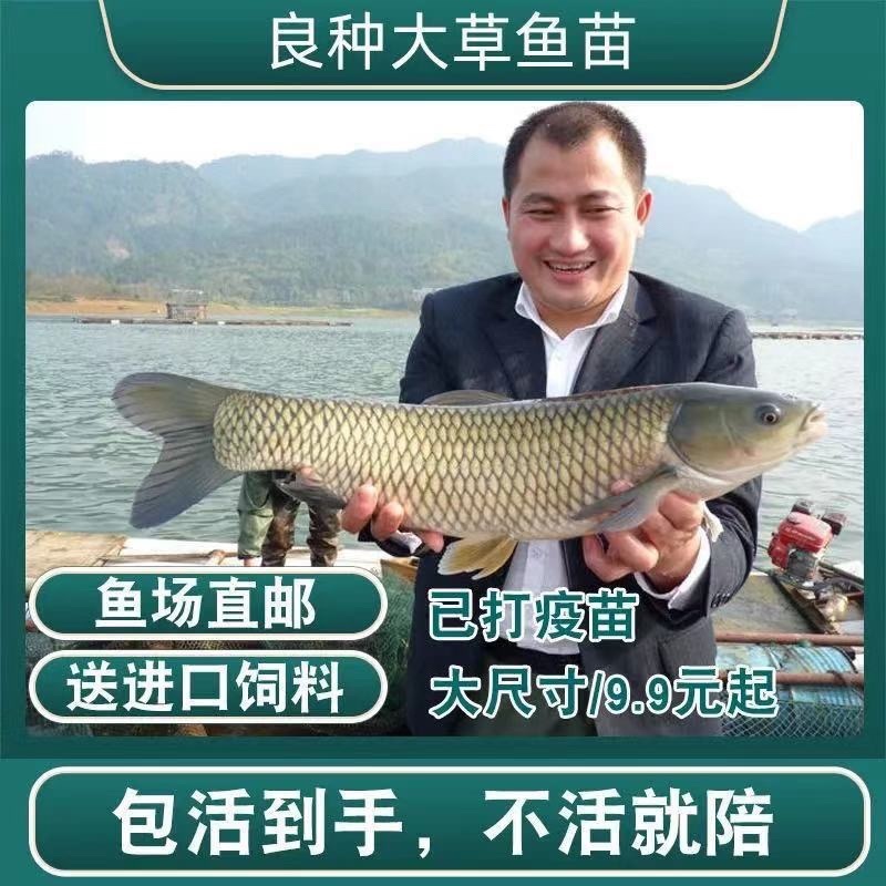 草鱼大小规格都有，提供养殖技术指导优质品质产地直销