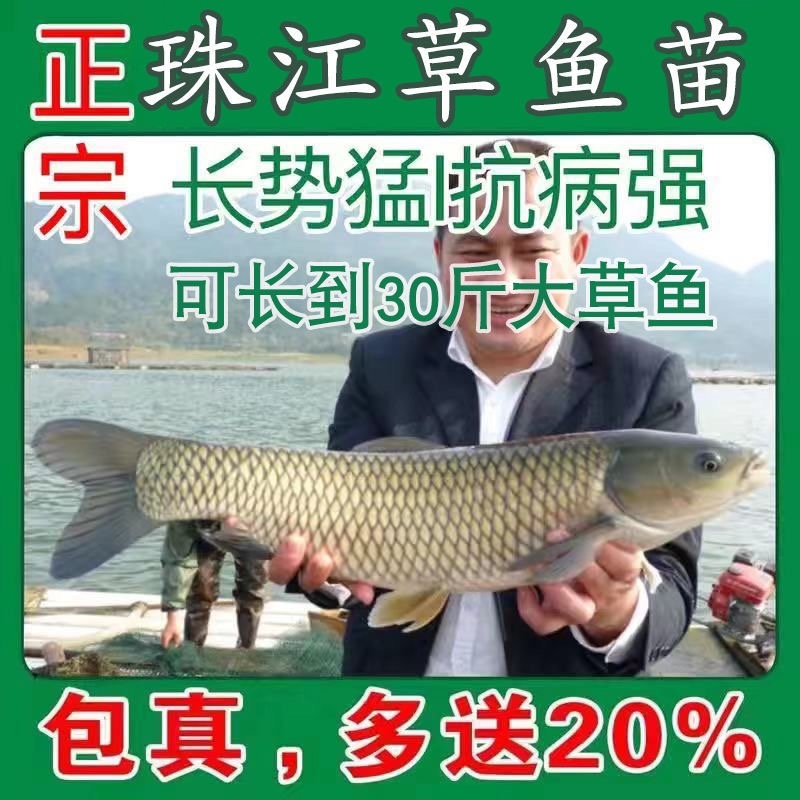 草鱼大小规格都有，提供养殖技术指导优质品质产地直销