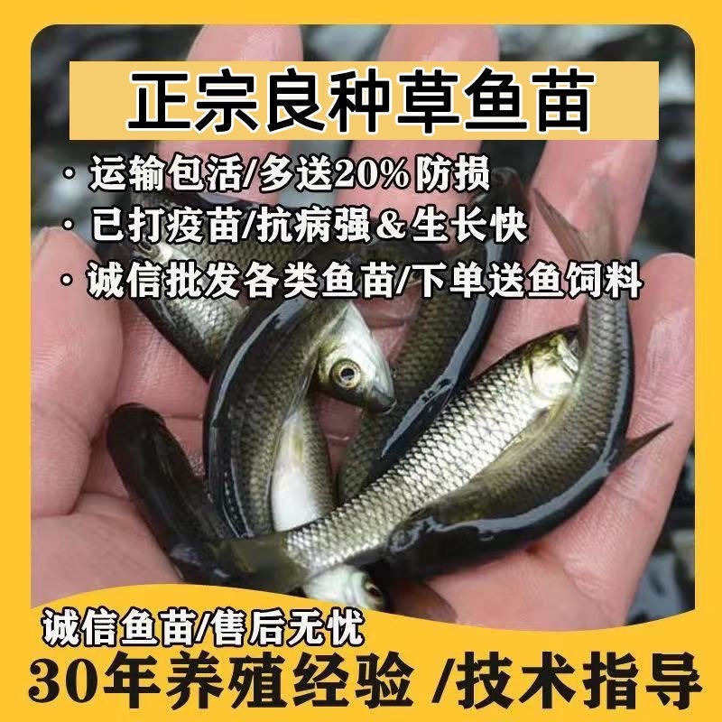 草鱼大小规格都有，提供养殖技术指导优质品质产地直销