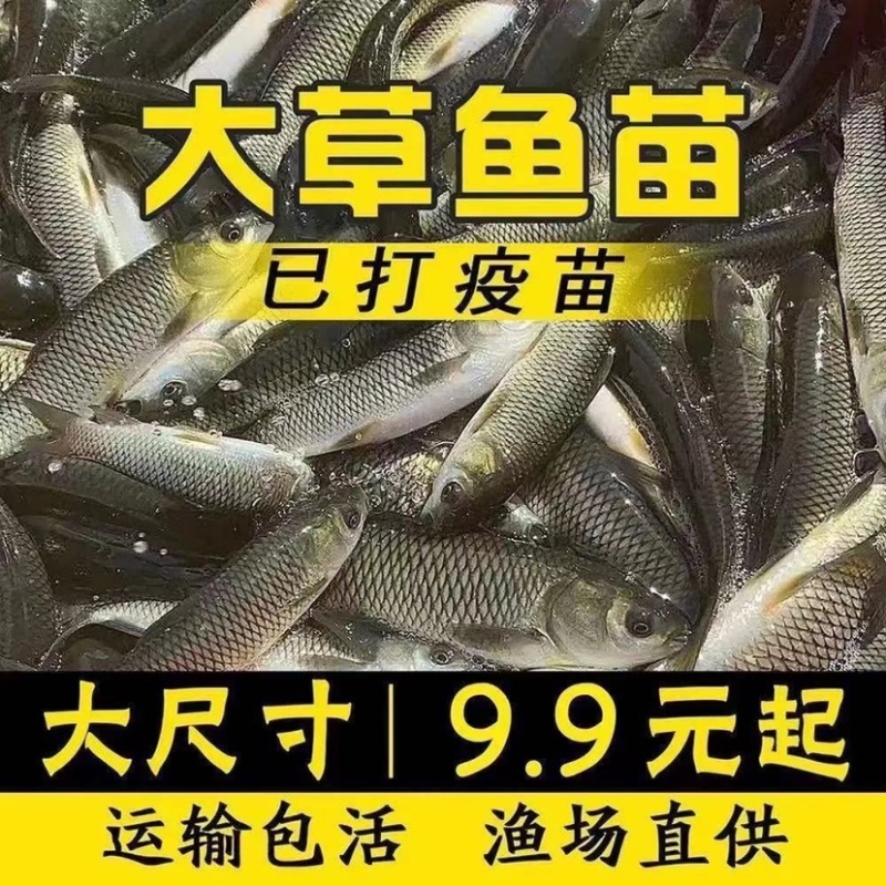 草鱼大小规格都有，提供养殖技术指导优质品质产地直销