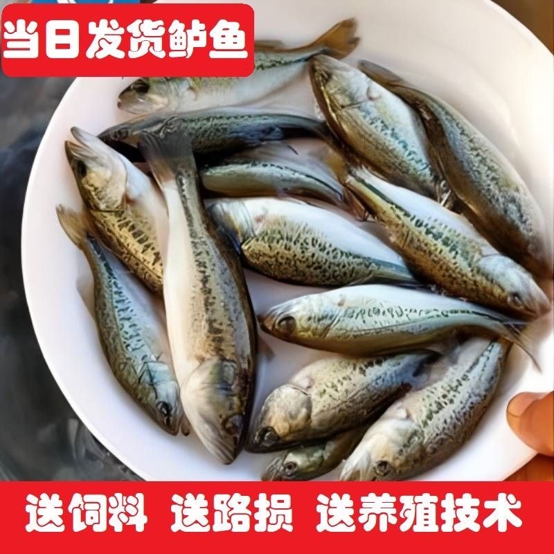 优质鲈鱼苗，规格齐全包运费包技术指导产地直发