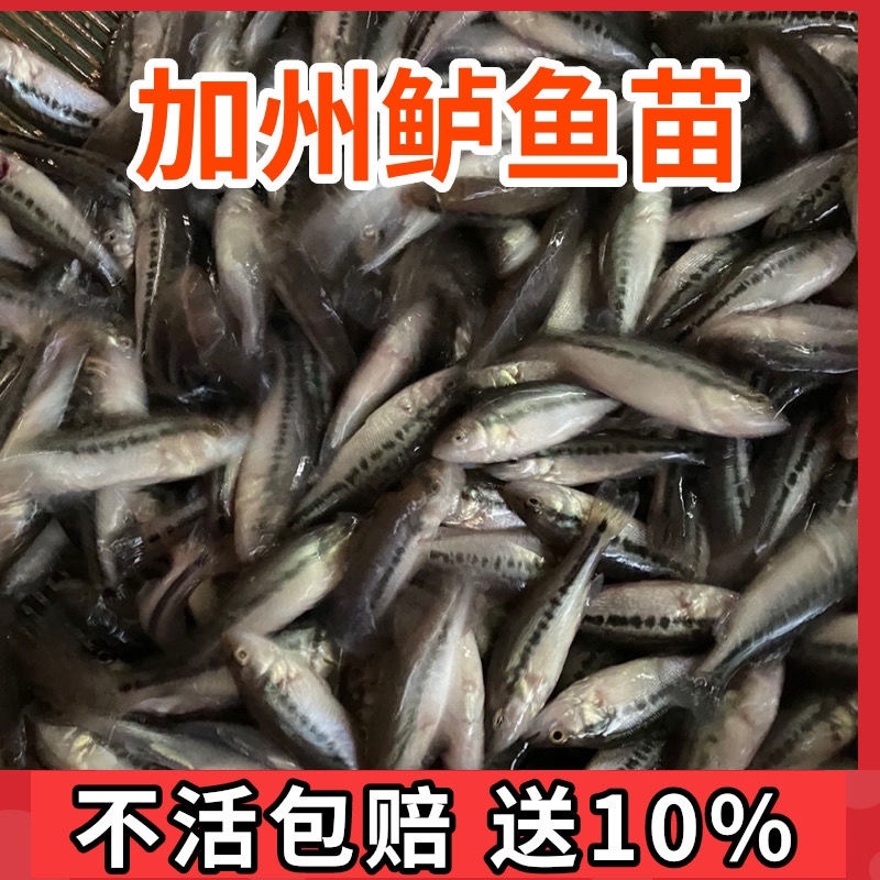 优质鲈鱼苗，规格齐全包运费包技术指导产地直发
