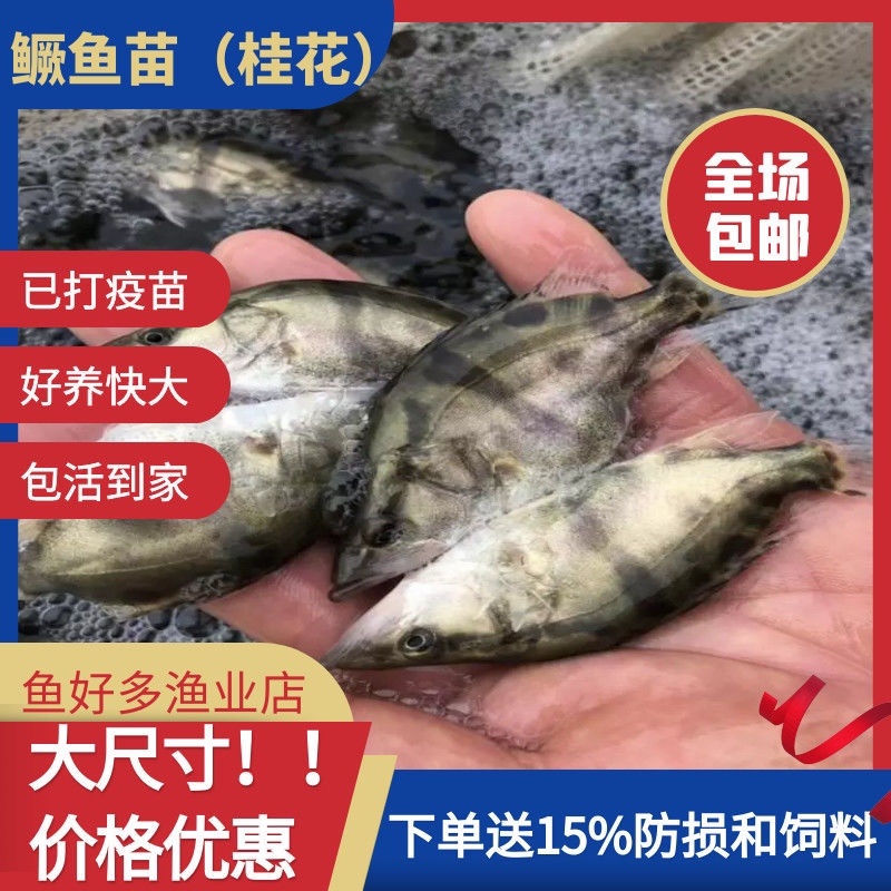 鳜鱼苗基地全国送货，技术指导产地直销，欢迎采购