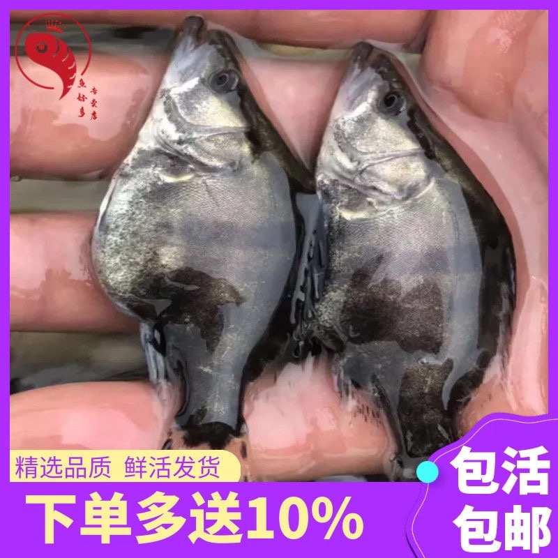 鳜鱼苗基地全国送货，技术指导产地直销，欢迎采购