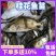 鳜鱼苗基地全国送货，技术指导产地直销，欢迎采购