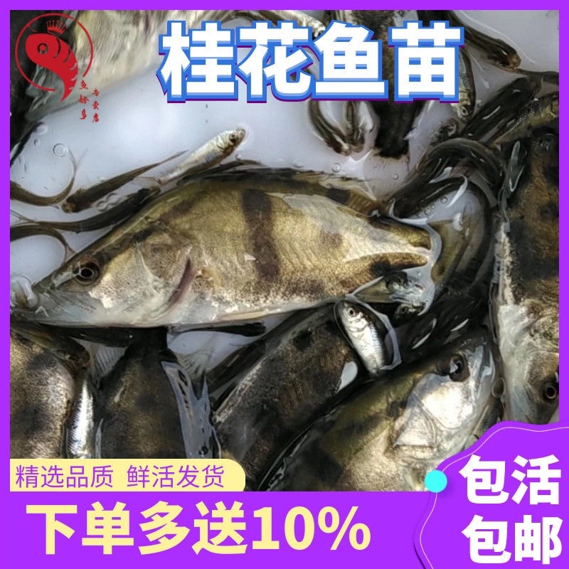 鳜鱼苗基地全国送货，技术指导产地直销，欢迎采购