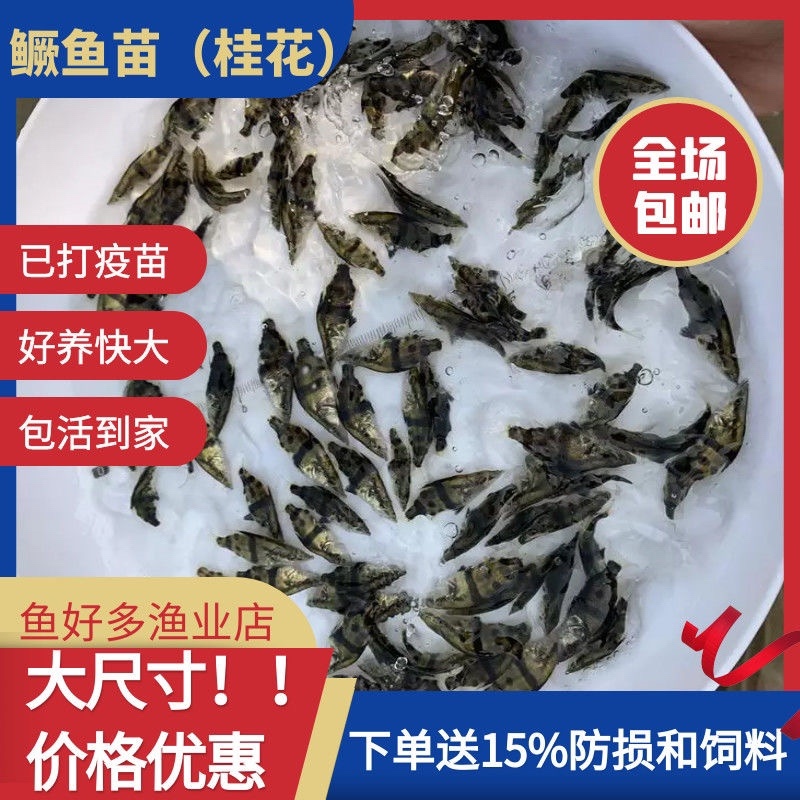 鳜鱼苗基地全国送货，技术指导产地直销，欢迎采购