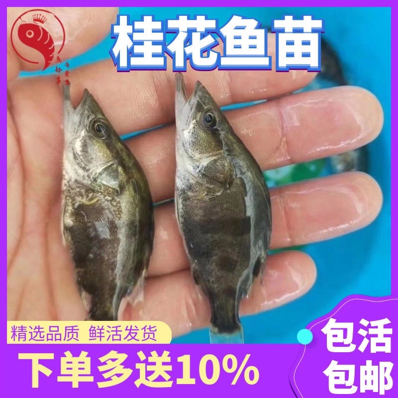 鳜鱼苗基地全国送货，技术指导产地直销，欢迎采购