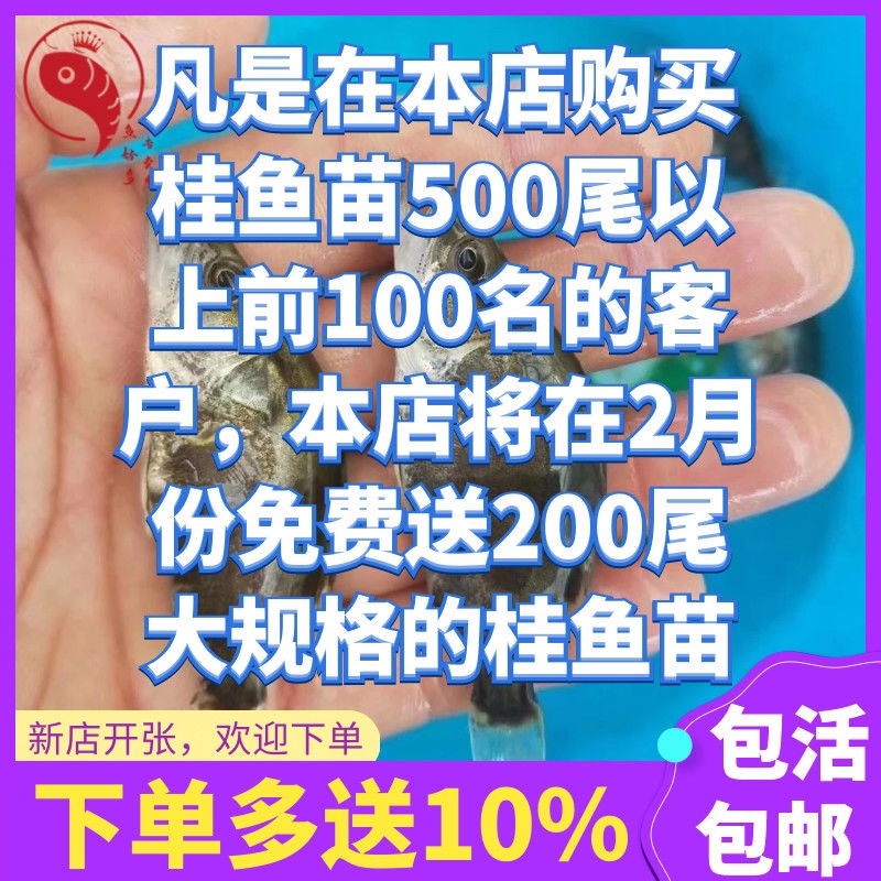 鳜鱼苗基地全国送货，技术指导产地直销，欢迎采购