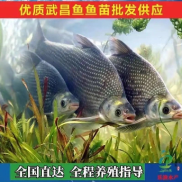 鳊鱼苗武昌鱼苗基地直供包成活长势快诚信经营