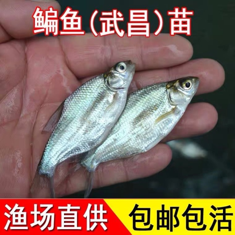 鳊鱼苗武昌鱼苗基地直供包成活长势快诚信经营
